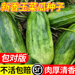 新香玉菜瓜种子四季早熟高产皮薄肉厚梢瓜种籽孑阳台庭院盆栽秧苗