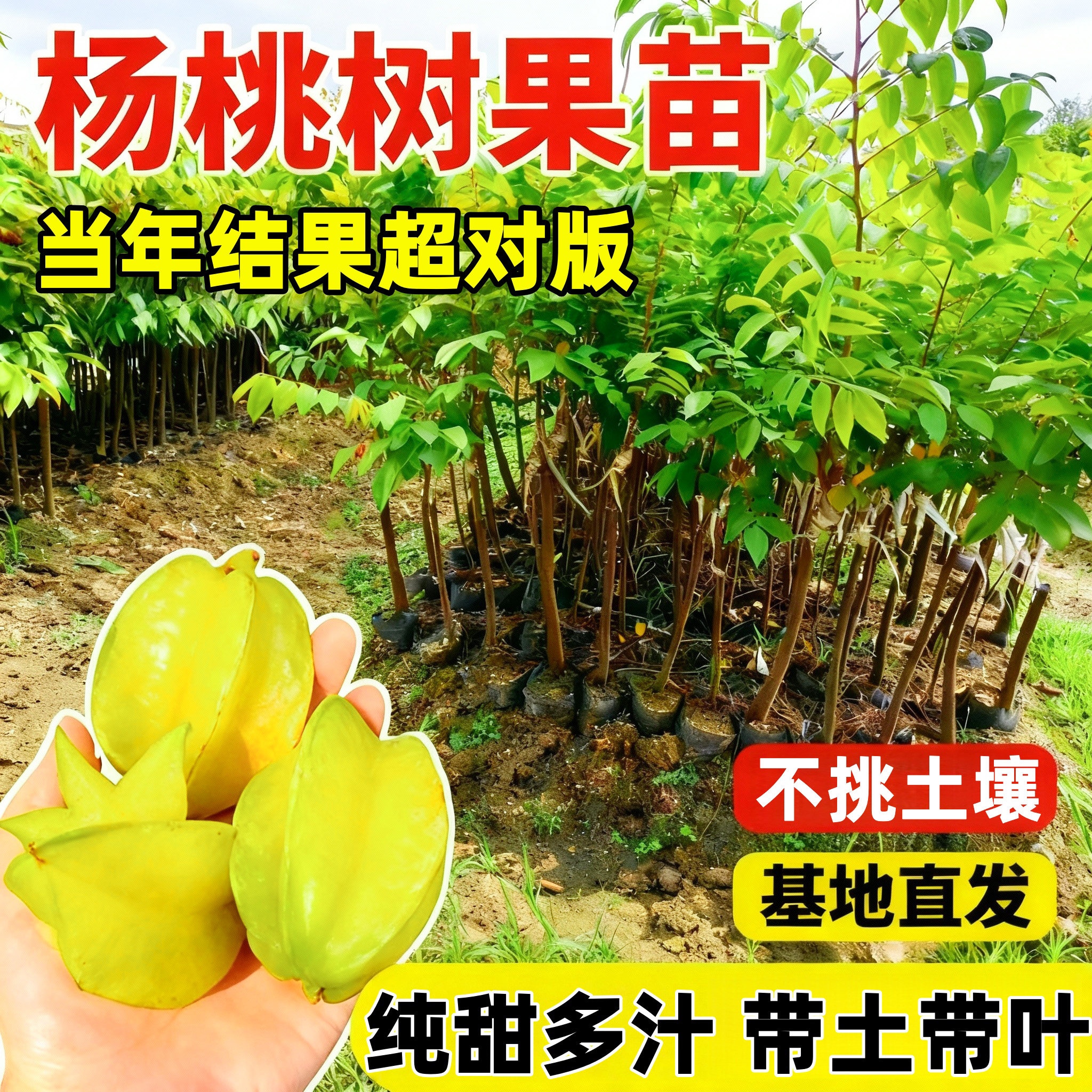 杨桃树果苗嫁接纯甜多汁四图片