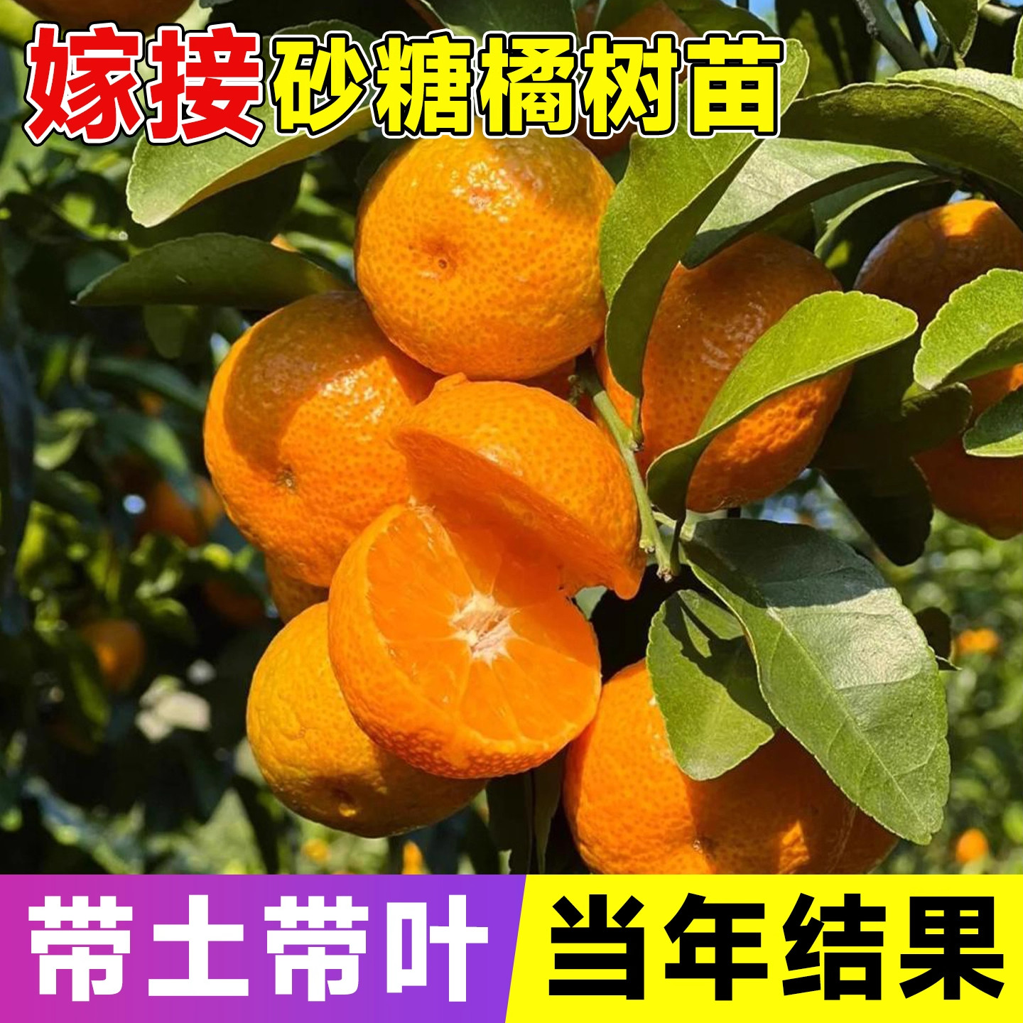嫁接砂糖橘树苗广西金秋砂糖橘图片