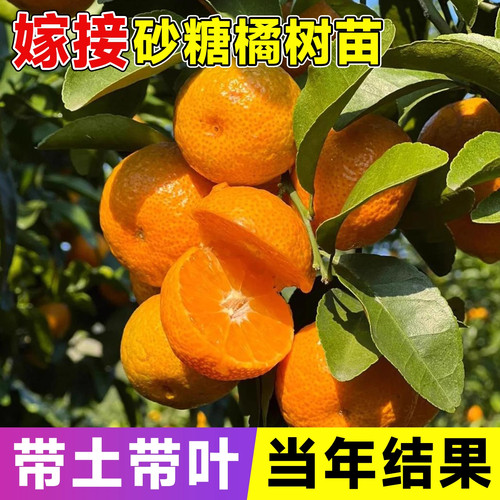 嫁接砂糖橘树苗广西金秋砂糖橘