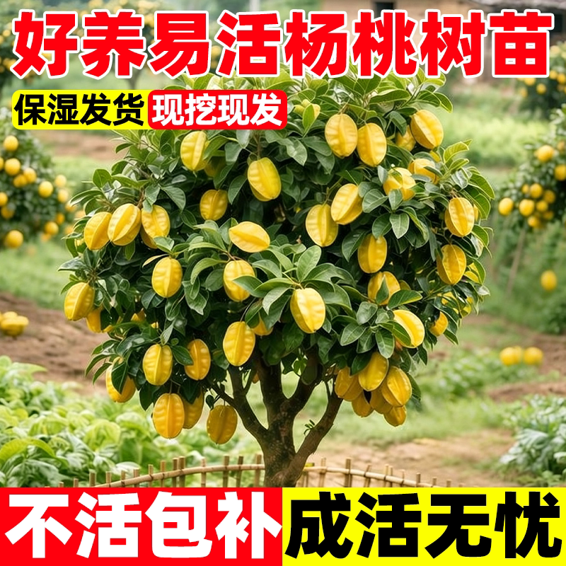 杨桃树苗庭院阳台盆栽好养四季结图片