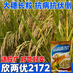 欣两优2172水稻一级香米种子长粒香大米水稻抗倒伏稻种谷种丝苗米