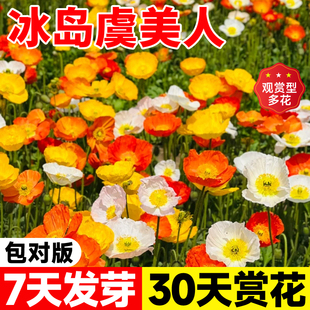 冰岛虞美人花种籽四季东方虞美人种子矮花耐寒花种阳台庭院盆栽花