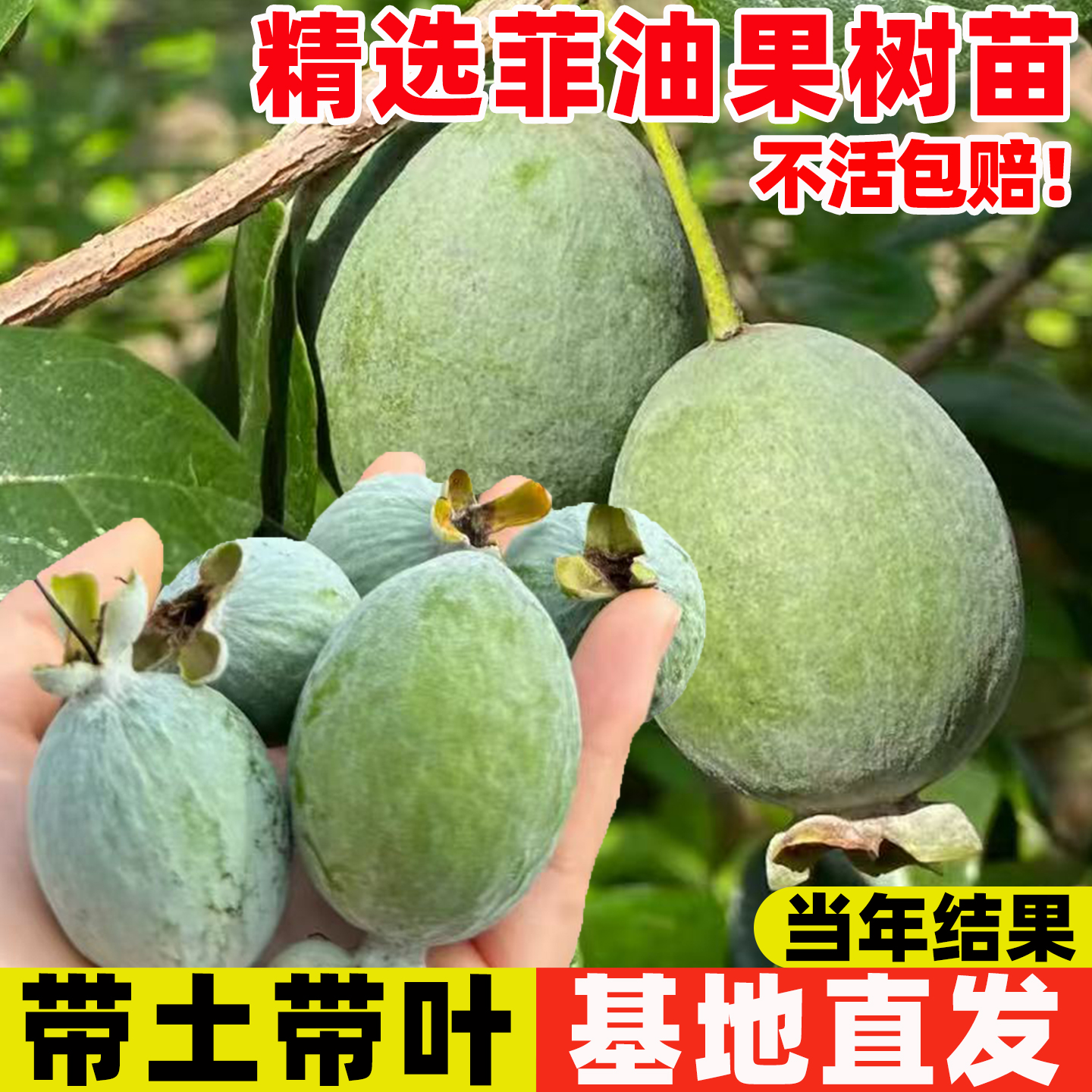 菲油果常绿灌木水果树苗庭院露台