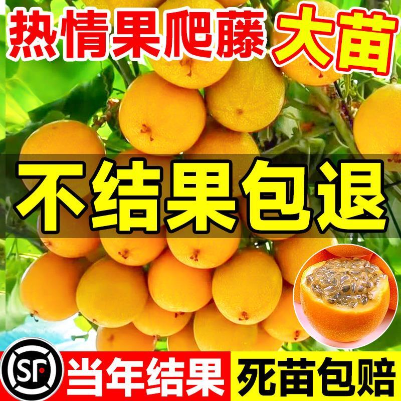 钦蜜9号百香果树果苗新品种图片