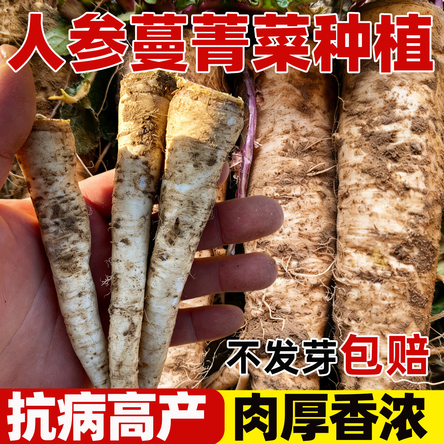 长白人参蔓菁种子菁芜菁甜面特色菜籽诸葛菜头夏秋季盆栽蔬菜种孑 - 实物图