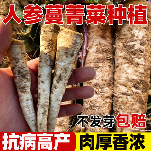 长白人参蔓菁种子菁芜菁甜面特色菜籽诸葛菜头夏秋季盆栽蔬菜种孑