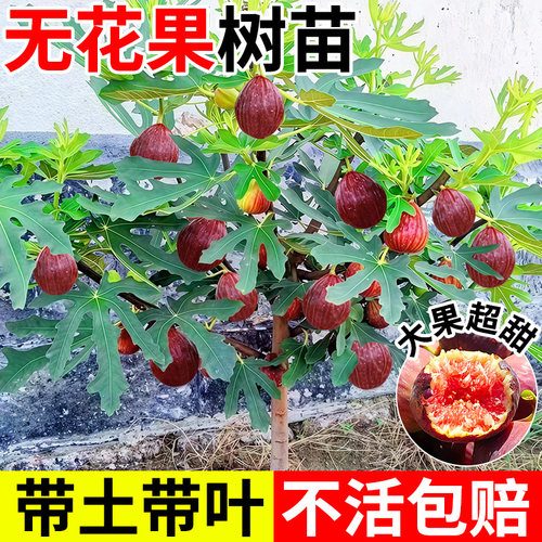 无花果树苗南方特大盆栽波