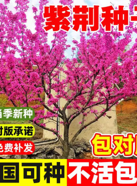 紫荆花种子室外花卉南北方植物