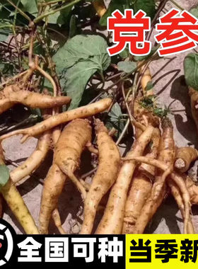 正品党参种子特级新鲜野生党参种