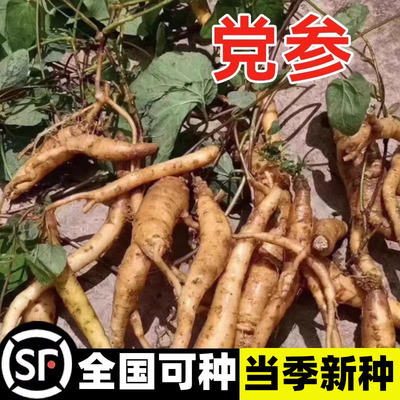 正品党参种子特级新鲜野生党参种
