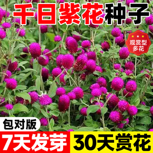 千日紫花种子百日红花四季易活开花阳台庭院盆栽千日红千日白种籽