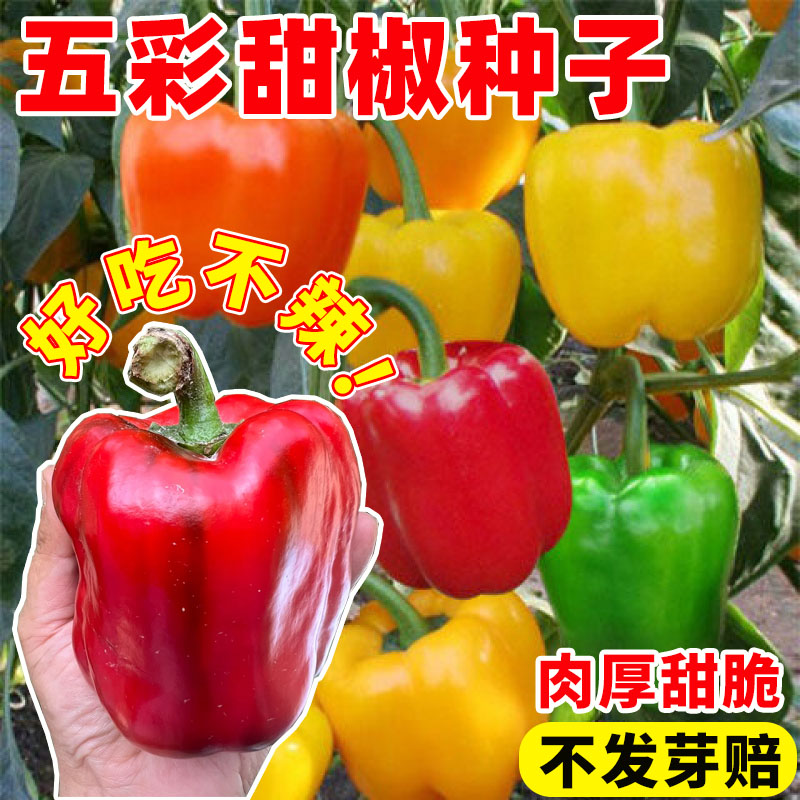 五彩甜椒种子大果高产辣椒灯笼椒
