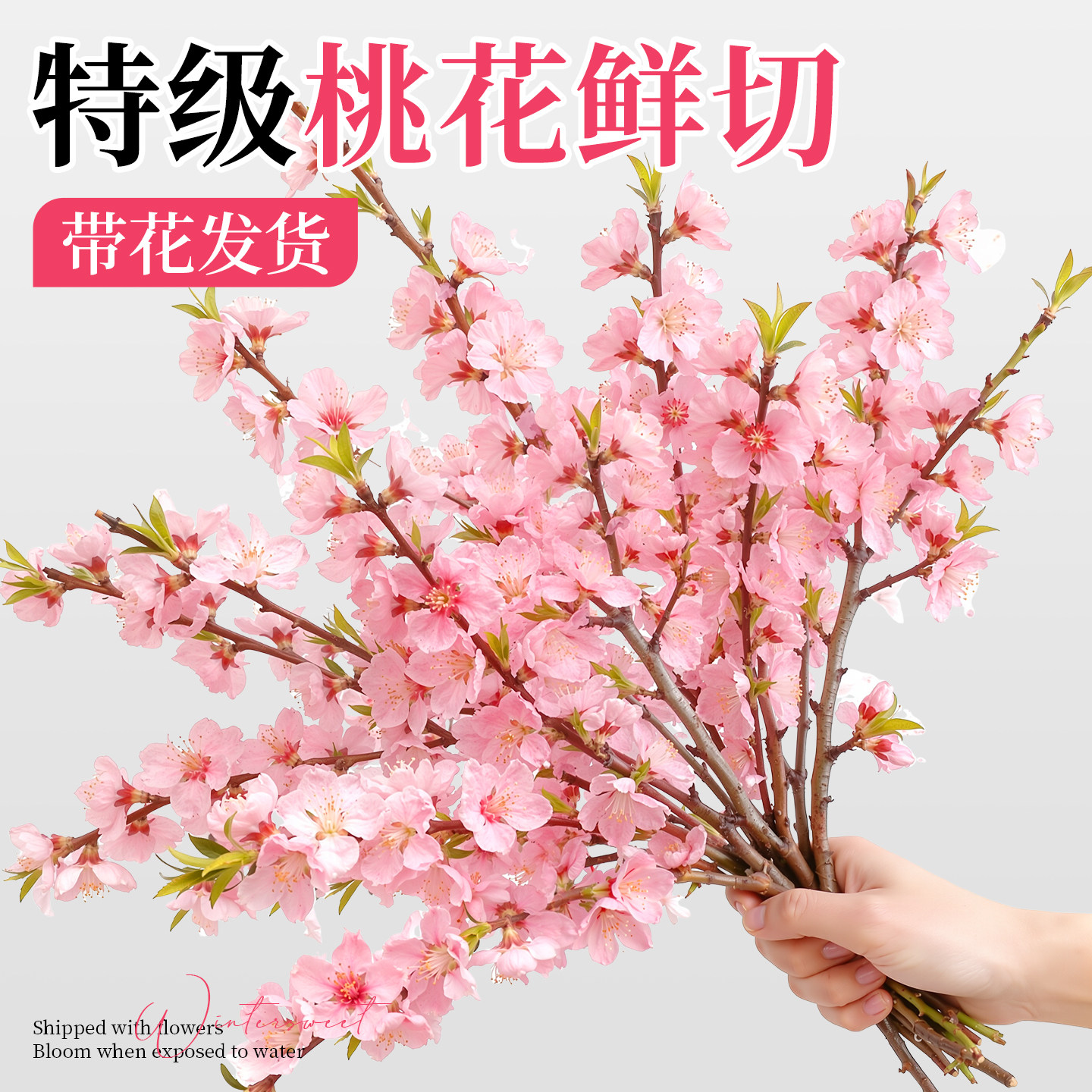 鲜切桃花枝水培植物鲜花云南基地直发家用插花干枝室内水养鲜花卉