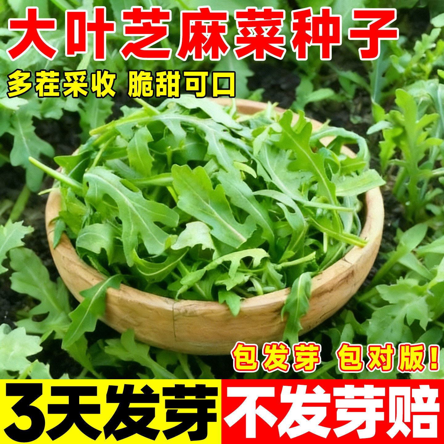大叶芝麻菜种子蔬菜苗秧大叶臭菜种籽小叶芝麻菜种籽四季阳台盆栽