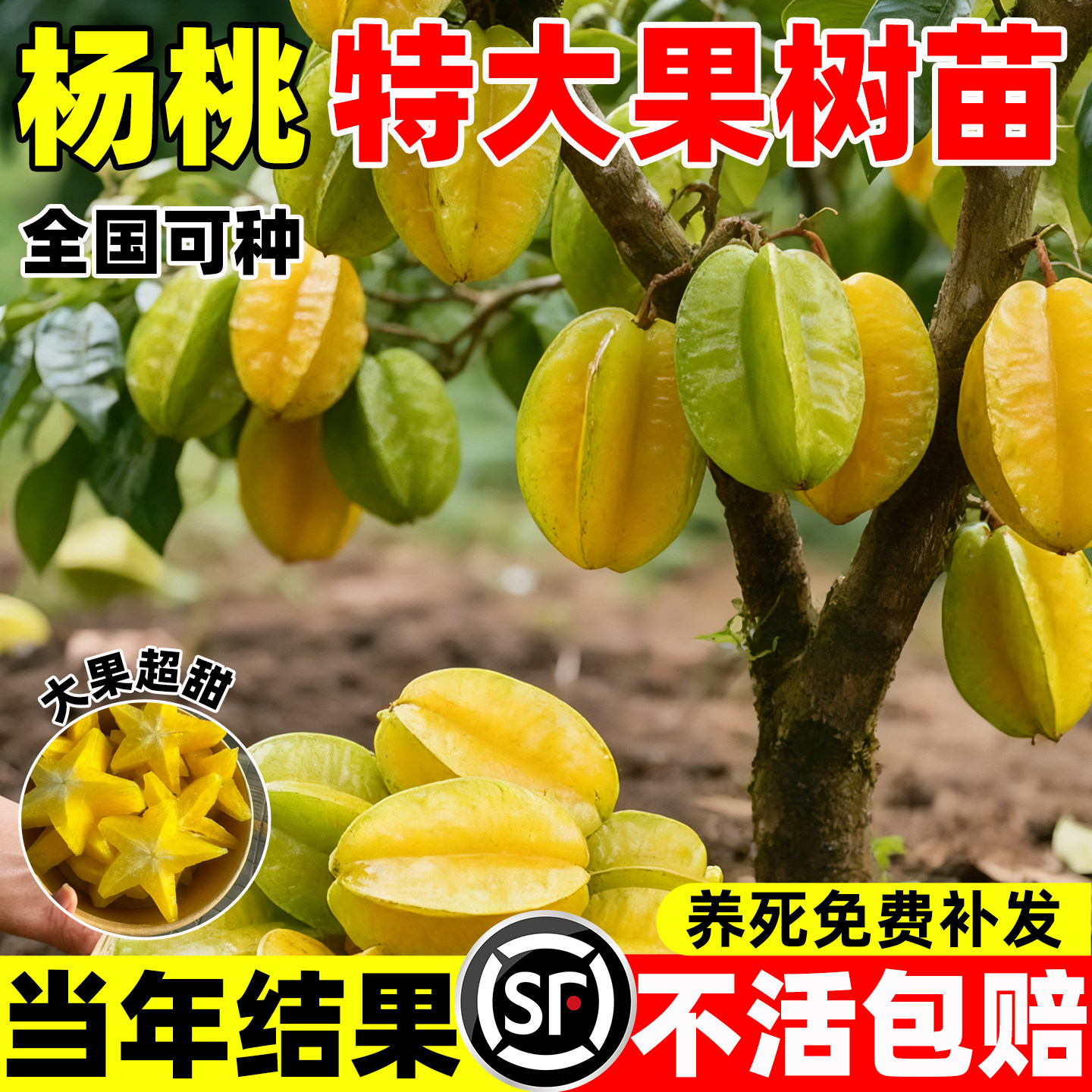 杨桃树苗纯甜嫁接特大果树苗台湾图片
