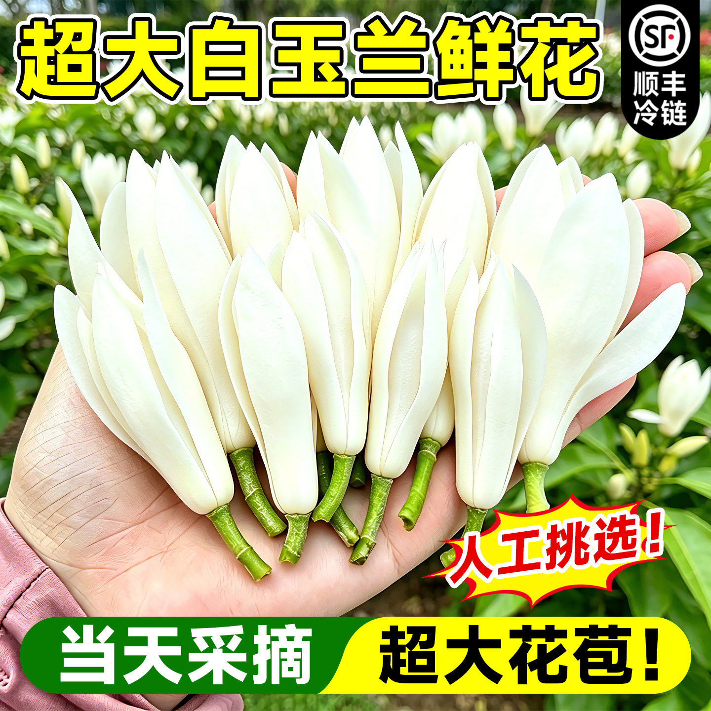 白玉兰鲜花新鲜白兰花朵黄桷兰缅桂花四川黄角兰可食用现摘花苞卉