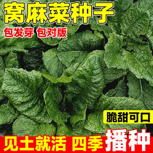 窝麻菜种子叶用莴苣麻菜种籽超好吃窝基菜四川特色春夏秋蔬菜种子