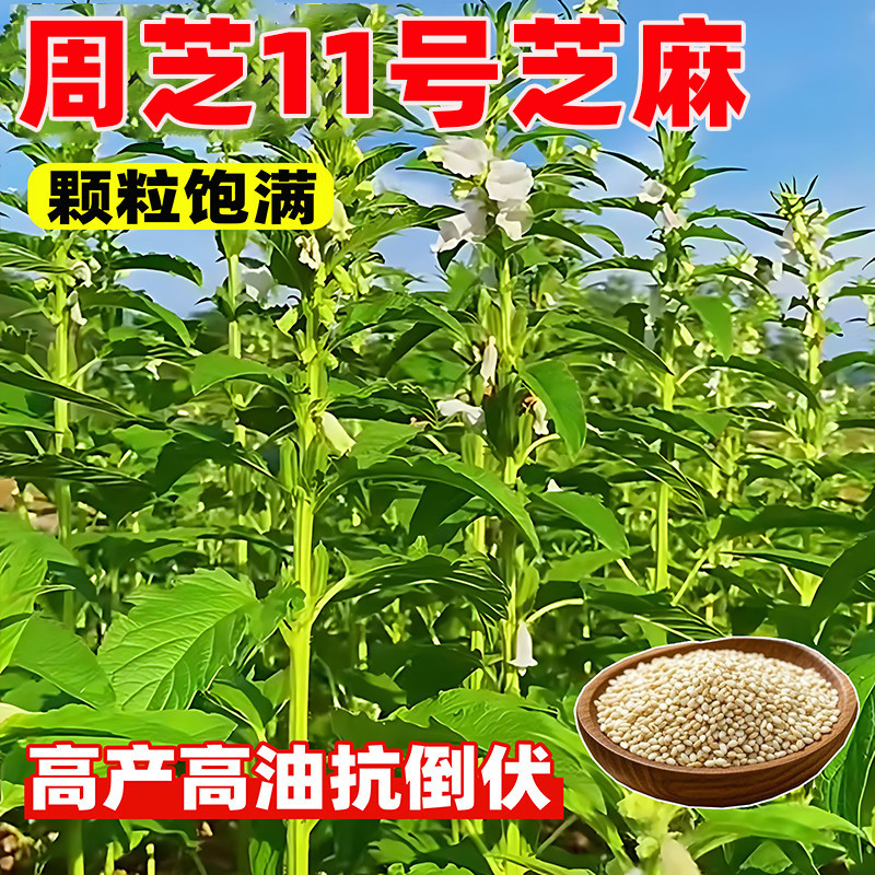 周芝11号高产白芝麻种子老品种黑图片