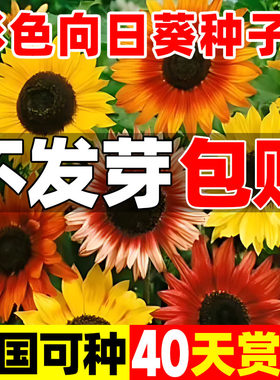 彩色向日葵种子孑多头四季种开花