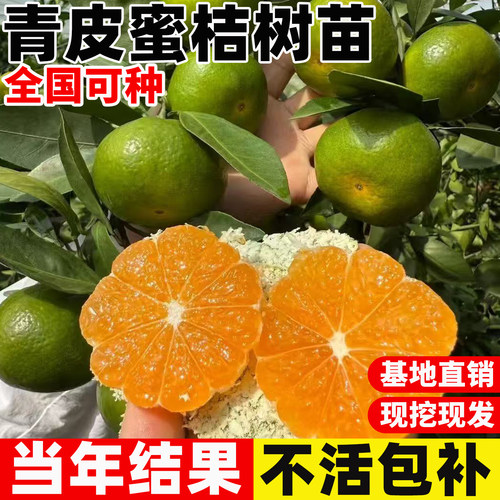 早熟青皮蜜桔耐寒橘子树果树果