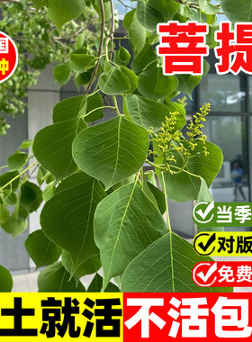 菩提种子四季种植金刚菩提树种籽
