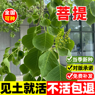菩提种子四季种植金刚菩提树种籽
