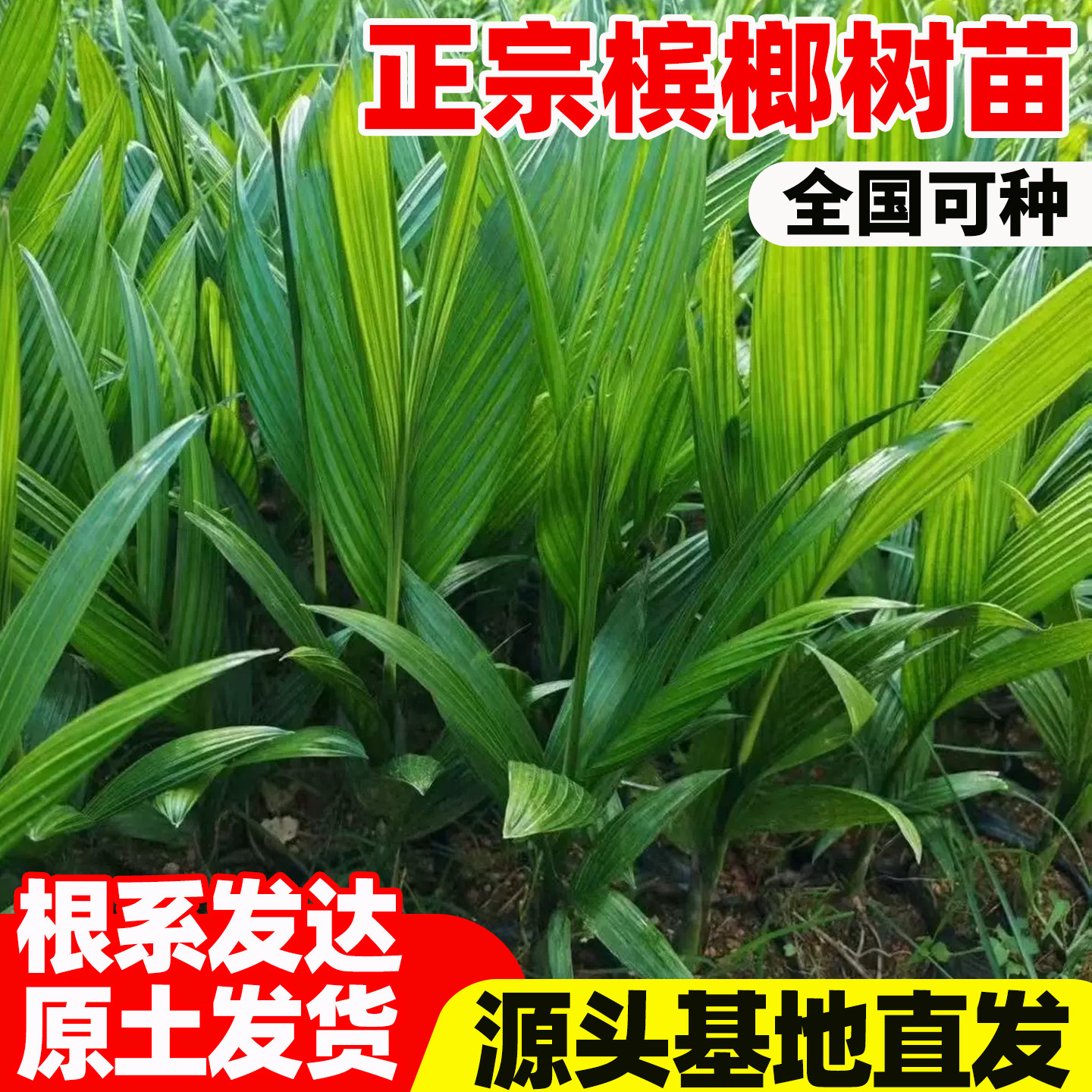 正宗老树海南琼中槟榔苗矮节苗户外景观树苗可食用水果乐东槟榔树
