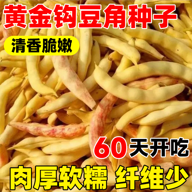 黄金钩架豆种子早熟高产黄金勾