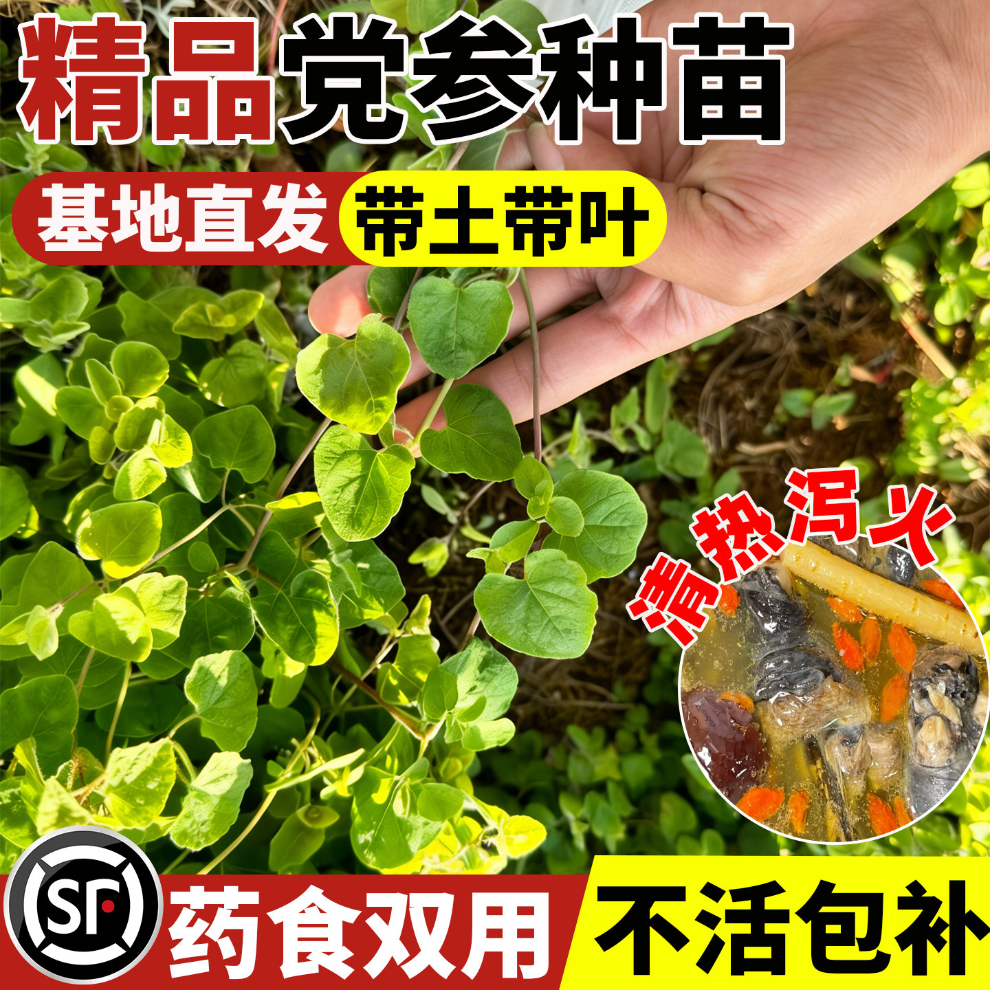 党参种苗四季种植可盆栽地栽甘肃图片