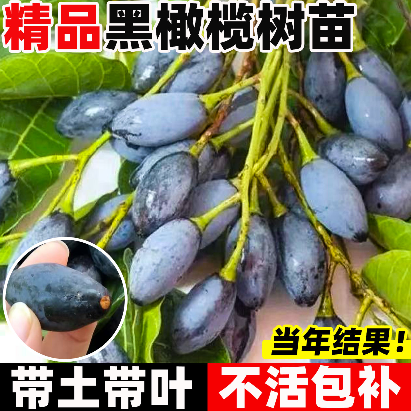 潮汕橄榄树果苗盆栽脆甜橄榄嫁接