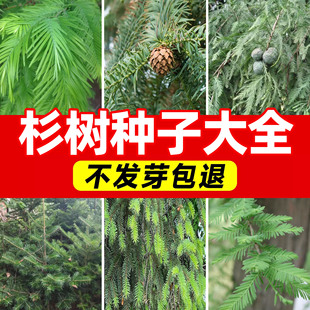杉木种子大全水杉种子冷杉种子易活落羽杉种子速生杉树种子池杉籽