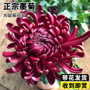 菊花盆栽带花苞墨菊大盆苗大花九月菊花四季花卉可以食用耐寒植物