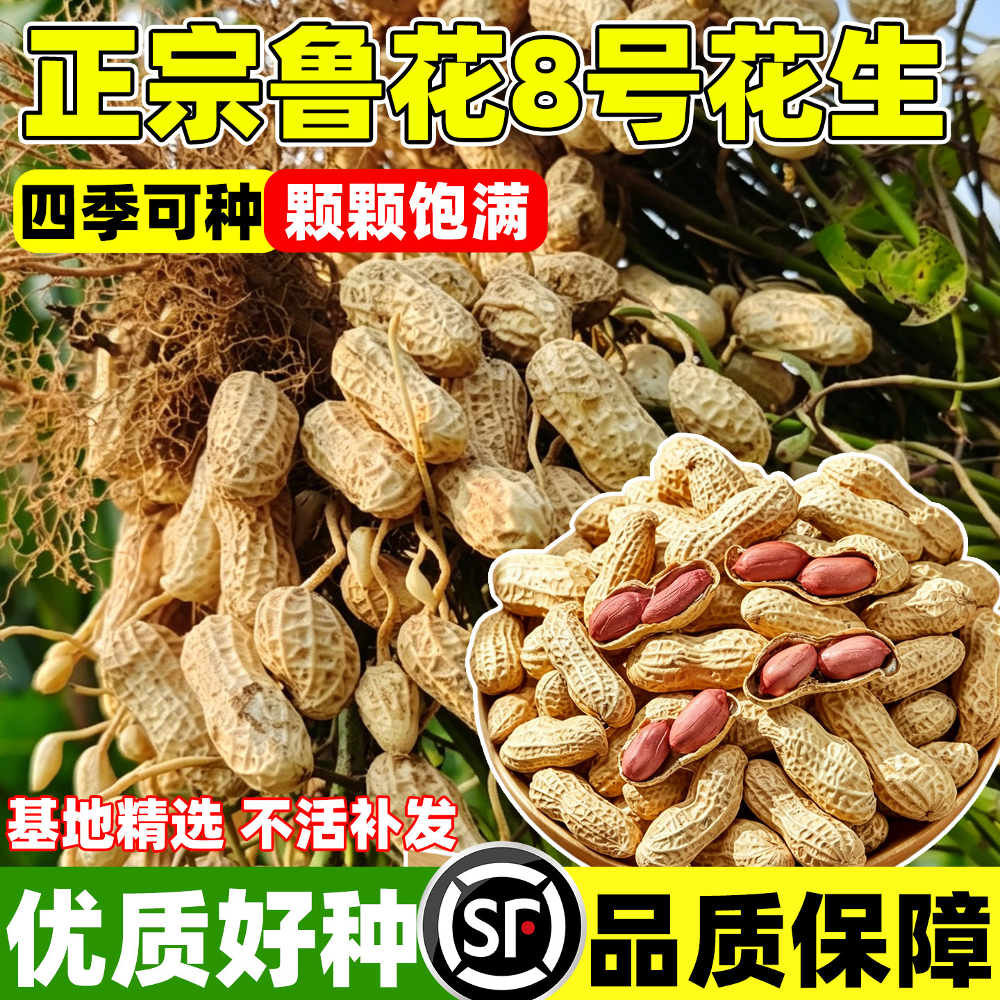 高产花生种子鲁花8号原种早熟矮图片