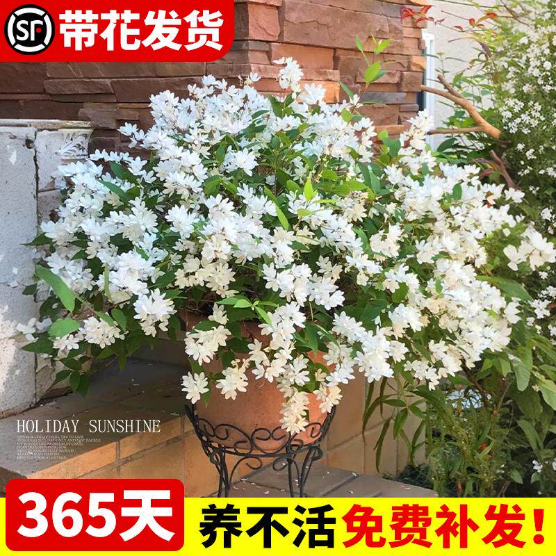 冰生溲疏雪樱花阳台盆栽花卉重瓣图片