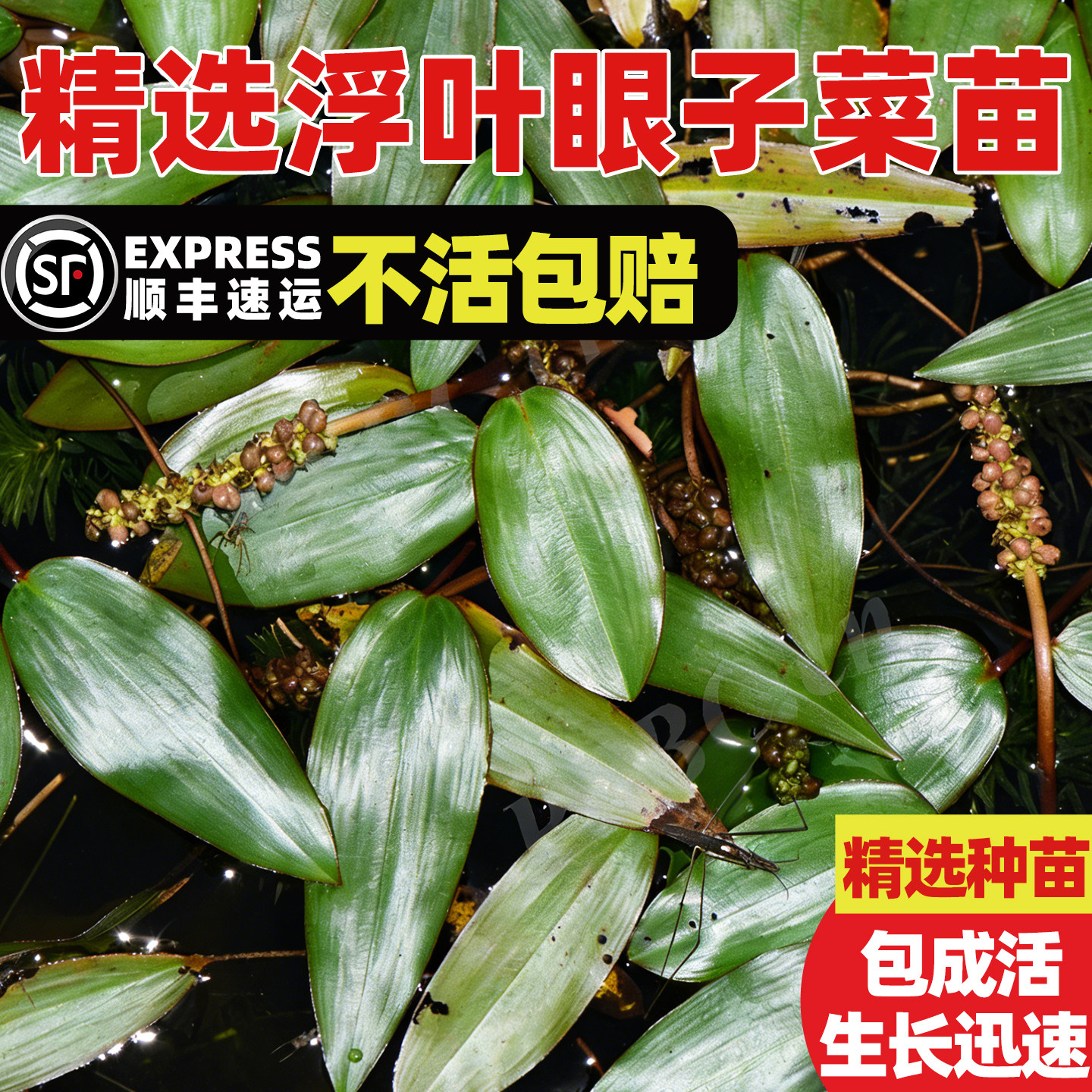浮叶眼子菜水草植物西藏水案板鸡冠漂浮淡水菹草水板凳宽叶池塘草