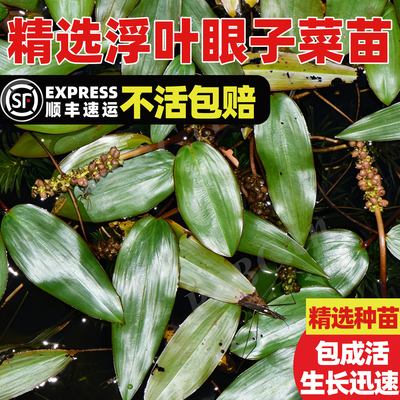 浮叶眼子菜水草植物西藏水案板鸡
