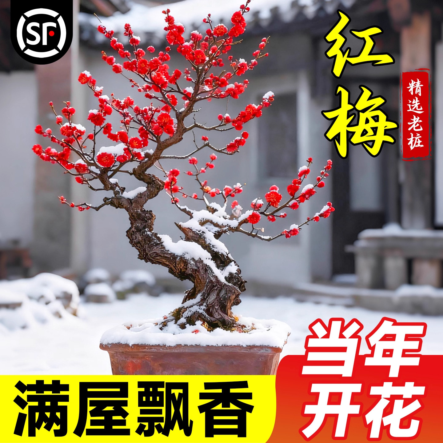 梅花盆栽树苗老桩盆景阳台庭院原图片