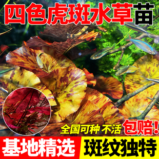 四色虎斑丹麦大香菇阴性水草红虎睡莲青虎淡水鱼缸装饰懒人水草