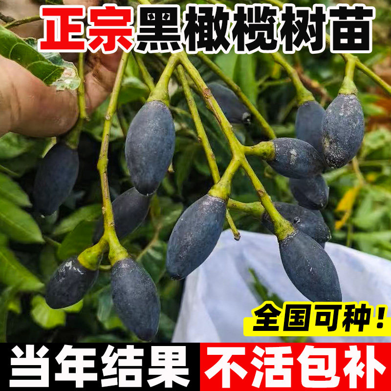 黑橄榄树果苗南方种植当年结果图片