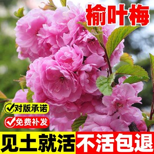 榆叶梅种子重瓣小桃红种籽庭院道路公园绿化苗灌木易活南北方耐寒