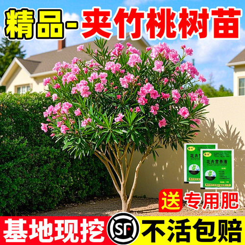 夹竹桃树苗盆栽绿化苗木庭院盆