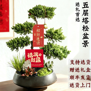 五层塔松盆栽绿植乔迁新居开业生日礼物迎客松盆景室内植物好养活