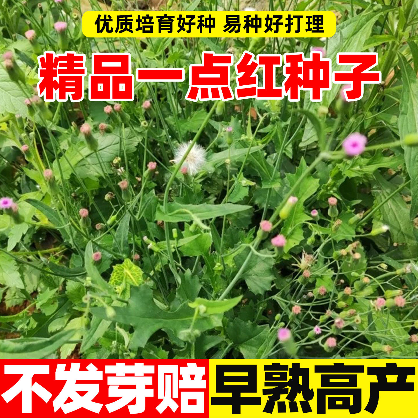 一点红羊蹄草种子籽食用野菜叶下图片