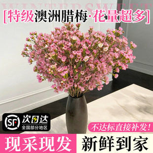 澳洲腊梅鲜花水培鲜切花真花插瓶云南基地直发室内年宵花卉摆件