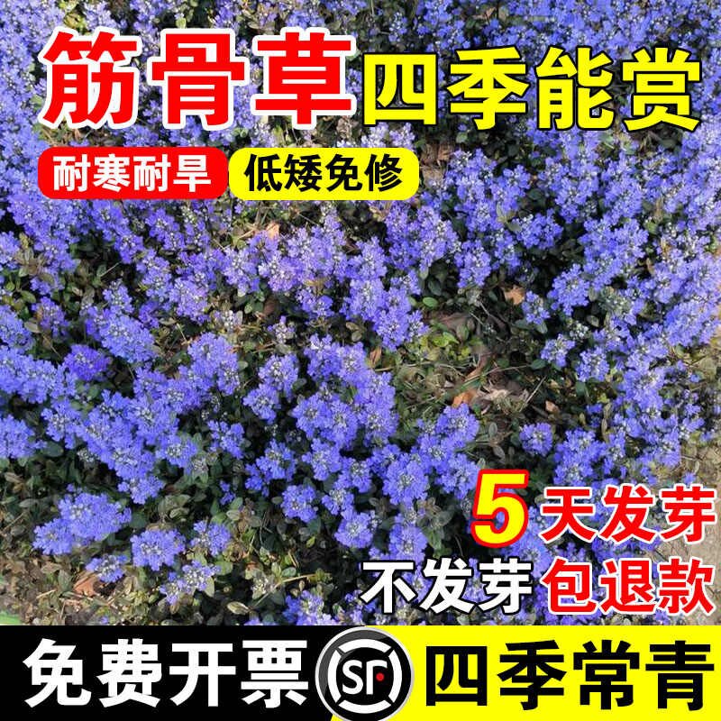 筋骨草花种子籽多年生四季常绿地