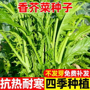 香芥菜种子特色蔬菜种子阳台盆栽菜园芥菜种籽生长快耐热耐雨性强