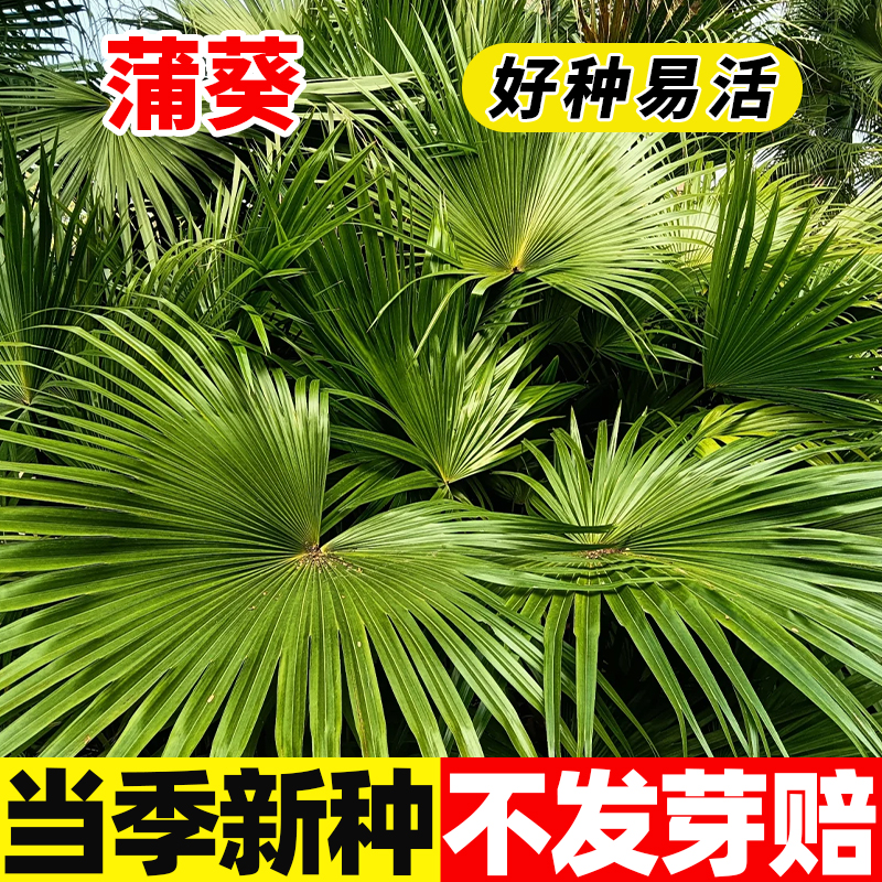 蒲葵种子新采林木种子别称扇叶葵种子四季种植葵树种籽风景树种子