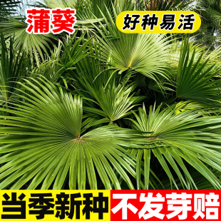 蒲葵种子新采林木种子别称扇叶葵种子四季种植葵树种籽风景树种子