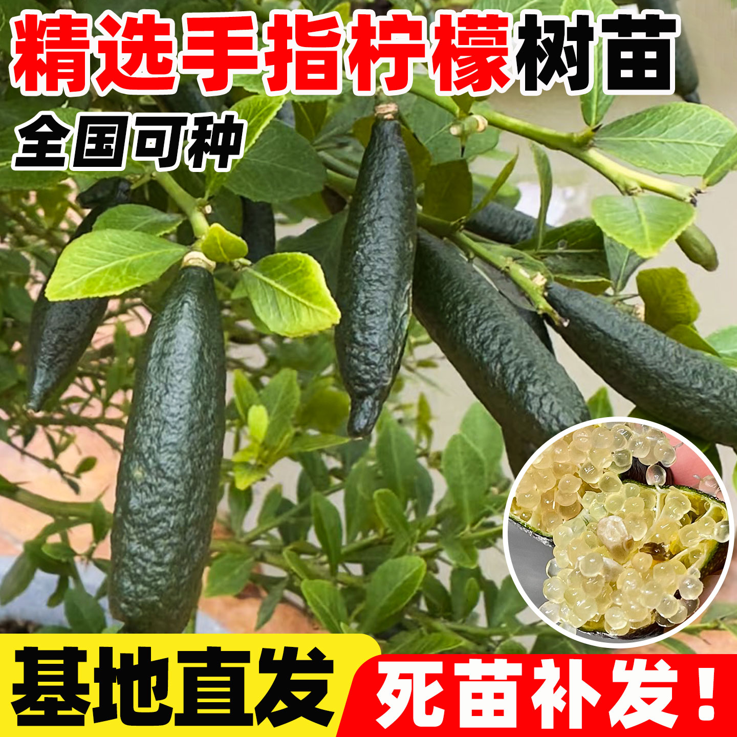 澳洲手指柠檬树苗当年结果